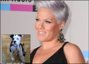 Pop Singer Pink Contributed to save Stella, a pup who had been thrown out of a speeding car.